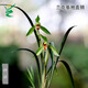 Wengyuan Orchid, Spring Orchid, Myth Thin Leaf Grass, Flower Tongue Colorful Flowers, Fresnel Buds, Strong Fragrance Green Plant Potted Plant, Myth 4 Seedlings, Large Strong Seedlings, Simple Pot Hair