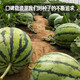 Fengming Yashi Kirin Meidu watermelon seeds with thin skin, crack-resistant and few seeds, super sweet and crispy Kirin Meidu watermelon seeds 50 capsules