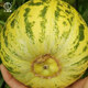 Dayu Balixiang muskmelon seeds cantaloupe old variety tiger skin melon field planting autumn and winter extra large Balixiang muskmelon muskmelon seeds about 30 pieces