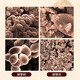 Don Xiaoteng [empresa conjunta chino-japón] Don Xiaoteng/Jing Xiaoteng Breaking Wall Ganoderma Lucidum Spore Powder mejora la inmunidad y los productos de salud tónica [Stocking todos los años] Polvo de esporas de pared de pared rompiendo [10 cajas]