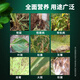 Microbial agent Junliqing new fungicide root rot yellow gray mold purple spot leaf spot agricultural fungicide 500g