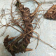 Authentischer wilder frischer Bambus Ginseng Wild Seng, Panqi Longqi Bambus Ginseng, chinesische Kräutersuppe, 250 Gramm frischer Bambus Ginseng (ca. 10 Jahre) Bamboo Ginseng