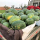 High-resistant high-quality 18 watermelon seeds, no pruning, no forking, extra large resistance to heavy cropping, sweetness level 14, lazy man watermelon seeds 50g original high-resistant high-quality 18 3 cans