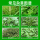 95% Glyphosate Ammonium Salt Rot Eradication Weed Killer Weed Root Rot Agent Garden Courtyard Farmland Orchard Pesticide 8 Groups/16 Packs (95% High Content Weed Rot Rot)