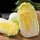 Shandong Shouguang Chinese cabbage, yellow heart, big baby cabbage, fresh vegetables picked by farmers, whole box wholesale from the origin, Shouguang cabbage 4Jin Jin is equal to 0.5kg