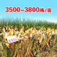 National-approved new species Denghai 605 corn seeds, double national-approved short-stem, high-yielding, red-shaft, large-cob corn seeds, national-approved quality Denghai 605, one bag, 4,000 grains, 1 mu of land