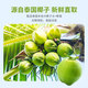 Jingxiansheng Wadika Thai Coconut Egg 2 Pack Single Fruit 500g/Each Straight from the Source Mid-Autumn Fruit Gift Box