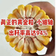 New species Fengda Jingke 968 corn seed, high yield, drought resistant, short stem, disease resistant, big stick resistant to lodging, Academy of Agricultural Sciences variety, new species Shikoku Shenjingke 968 4000 grains, 5 bags