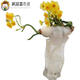 
Narcissus ball indoor balcony hydroponic tulip potted plants with four seasons flowers in winter cold-resistant plant seeds G673_J973_Hydney seed ball + fat without pot