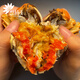 [Certificat-cadeau] Crabe Crab Crab Card Gift Collection Crab Coupon Crab Card Exchange Coupon Pickup Card Hoiley Crab Goiner Type 698 FEMME CRABLE FEMME FEMME 2,0 TOUTQUE PACK 10