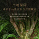 Zhangping narcissus té oolong té maestro de sabor zhangping narciso té de té viejo fragancia en caja tipo 20g