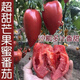 Super sweet mango honey tomato seeds for sowing fruit and vegetable seeds in spring and autumn for potted fruity sandy old tomato seeds Super sweet mango honey tomato seeds - original packaging of about 48 capsules