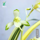 Wengyuan Orchid Jianlan Hetianxia Yehua Double Art Lotus-shaped Plain Heart Ceiling High-grade Xiangyi Precious Resource Grass Hetianxia 3 Seedlings Large and Strong Seedlings Bloom in the Year
