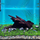 OIMG二马沉木40cm小米鱼缸造景沉木 ADA水族造景精品沉木小号小型水草 军绿色 F3890