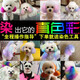OIMG dog hair dye hair pet special white Bichon Teddy animal cat dye hair cream Pomeranian supplies red 120g with tools