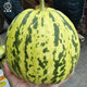 Dayu Balixiang muskmelon seeds cantaloupe old variety tiger skin melon field planting autumn and winter extra large Balixiang muskmelon muskmelon seeds about 30 pieces