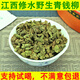 Jiangxi xiushui Wildes grünes Geld Willow Blatt Tee Qingqian Willow Jinqian Willow Tender Blatt Granulat Gesundheit Tee Chinesische Kräutermedizin 500-jährige Ancient Tree Qingqian Willow Granulat 250 Gramm Xiushui Wildes Green Money Willow Tender Blatt Blatt Blatt Blatt Blatt