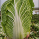 Xinning Chinese cabbage seeds, sowing egg yolk Chinese cabbage seeds in all seasons, Chinese cabbage farmyard vegetable seeds, purple cabbage seeds, 1 pack