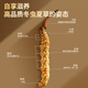 同仁堂品牌冬虫夏草约3根/g1g约3根冬虫草高端营养滋补品长辈北京同仁堂