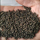 Thousands of Jin Jin is equal to 0.5 kg. Pulled seeds small leaf red skin Chinese herbal medicine Diao Ma Zhuang seeds Chinese herbal medicine wild one-root seedlings drilled into the ground wind tree saplings. Thousands of Jin Jin is equal to 0.5 kg. Pulled seeds 0.5 Jin Jin is equal to 0.5 kg. Does not include pots.