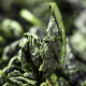 佰儒铁观音茶叶礼盒 特级安溪铁观音乌龙茶250g 茶叶礼盒过节送礼礼物