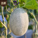 Beishu Hami melon seed seedlings Xinjiang reticulated melon melon melon fruit seeds Liucui Hami melon seeds 100 capsules