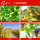 Keibao American Keibao 20% gibberellic acid 920 plant growth regulator grape red citrus promotes and regulates growth 1g