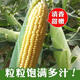 Super sweet fruit corn seeds, big sticks, early maturing, sweet and glutinous, can be eaten raw in the field all year round. Can be eaten raw. Super sweet fruit corn seeds, artificially selected new species, about 51 seeds (1 pack+)