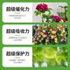 Plant regeneration agent, concentrated nutrient solution, resurrection solution, hydroponic flower fertilizer, indoor potted plant nutrient solution, universal type 5 boxes (30 pieces 540g)