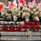 Jingqingyuan, Yunnan Wenshan Chun Sanqi Selection, Sanqi -Kopf, extra klassische authentische Tianqi, Frühling 20 Köpfe, 30 Köpfe, 10 Köpfe [14 Köpfe, 500 g] Sanqi Wang, keine Schnitte, glatte Haare, Haare (bitte hinterlassen