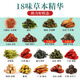 Sanjiang té Guangyuelou Hanfangsan Sancha Afe de maíz Mulberry Tea Dandelion Dinero verde Willow Gypsum Blue Robu Maple Guangyuelou Double Ginseng Goddess Tea Upclade 2 cajas (con una caja de azafrán)