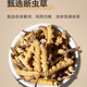 Cordyceps sinensis gebrochenes Gras authentisch Cordyceps Tibetanische Fläche hochgelegtes Gras Frisch getrocknetes Cordyceps großes gebrochenes Gras 1 Gramm Broken Cordyceps [Authentische tibetische Fläche mittelgroße Höhe]