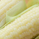 Sowing mood super sweet waxy corn seed black sweet waxy sticky colorful waxy fruit corn seed larvae field high yield big stick easy living hybrid <National Approval> white sweet waxy corn seed 1 pack 100g No Specifications