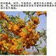 1278 people collect sea buckthorn and rich in nutrients. Sea buckthorn tree fruit tree seeds are cold-resistant and drought-resistant fruit tree perennial. Sea buckthorn seeds are 100 grains.