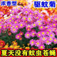 混色除虫菊驱虫菊种驱蚊花种植物多年生四季种植易活驱蚊盆栽庭院 18种花色混色-夏季驱蚊688粒