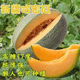 Crisp and sweet cantaloupe four seasons Xinjiang reticulated cantaloupe spring, summer and autumn garden potted fruit new species cantaloupe seeds welfare 1 pack of about 49 pieces