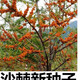1278 people collect sea buckthorn and rich in nutrients. Sea buckthorn tree fruit tree seeds are cold-resistant and drought-resistant fruit tree perennial. Sea buckthorn seeds are 100 grains.