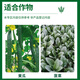 Grain 722g/liter downy mildew hydrochloride vegetable cucumber pepper downy mildew disease bactericide pesticide