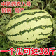 Xinong No. 8 Watermelon Seeds Extra Large Stable Yield Lazy Man Giant Watermelon Seeds Extra Sweet Fruit in Spring and Summer Four Seasons Xinong No. 8 Watermelon Seeds Planted from March to June Select Good Seeds Buds Germinate New Seeds Approximately 250