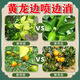 黄化一撒清果树柑橘桔黄龙病专用药农花扫杀青菌撒施颗粒肥料 1袋【体验装】