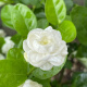 Jasmine seeds heat-resistant ornamental plants are easy to live and easy to plant. Balcony potted indoor flower rich-scented seeds. Jasmine flower seeds (single-petal pen tip) MLH718 new seeds: 1 pack of about 31 pieces: give