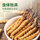 源江草冬虫夏草 新干虫草滋补品送父母长辈滋高端礼盒 3根/g 15克【滋补量装】