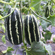 Yimizhu early-maturing thin-skinned rock sugar melon seeds, crispy, sweet and delicious cantaloupe seeds, high-yielding fruits for spring and autumn vegetable planting, rock sugar melon seeds 100 capsules *1 pack + fertilizer