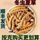 Auténtica área de montaña de nieve, yena l qu gran altitud montaña de nieve cordyceps sinensis hierba entera cordyceps sinensis roto cordyceps sinensis 1 0.33 gramos