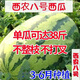 Xinong No. 8 Watermelon Seeds Extra Large Stable Yield Lazy Man Giant Watermelon Seeds Extra Sweet Fruit in Spring and Summer Four Seasons Xinong No. 8 Watermelon Seeds Planted from March to June Select Good Seeds Buds Germinate New Seeds Approximately 250