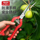 Delixi fruit pruning shears, gardening pruning shears, fruit and vegetable shears, pepper picking scissors, fruit and vegetable picking tools, fruit branch shears, Delixi 905 extended straight fruit shears-235mm