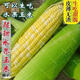 Super sweet fruit corn seeds, big sticks, early maturing, sweet and glutinous, can be eaten raw in the field all year round. Can be eaten raw. Super sweet fruit corn seeds, artificially selected new species, about 51 seeds (1 pack+)
