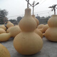Extra Large Gourd Seeds Extra Large Giant Extra Large Gourds Extra Large Gourd Seeds Dayaya Jumbo Giant Gourd Seeds Extra Large High yield and easy to survive - about 10 seeds 1 pack