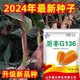 Golden grain 136 corn seeds, stable yield, large sticks, short stems, disease resistance, lodging resistance and drought resistance, corn grains in the north and south are in stock. The national approval ton yield is 136 per acre (3Jin Jin is equal to 0.5 kilograms)