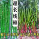 This year's new spicy long-line pepper seeds Erjingtiao 8819 line pepper seeds are planted in spring and autumn. About 400 carefully selected seeds 8819 line pepper seeds